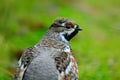 Hazel Grouse, Bonasa bonasia, portrait of rare forest bird, Sweden Royalty Free Stock Photo