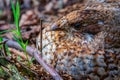 Hazel grouse. Female grouse incubating eggs in the nest