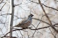 Hazel Grouse Royalty Free Stock Photo