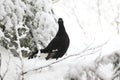 Hazel grouse Royalty Free Stock Photo