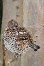 Hazel grouse Royalty Free Stock Photo