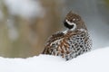 Hazel grouse Royalty Free Stock Photo