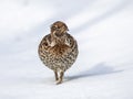 Hazel grouse in snow Royalty Free Stock Photo