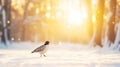 Hazel grouse strolling in a snowy winter forest with a cozy sunset glow in the background Royalty Free Stock Photo