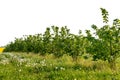 Hazel grove in spring with green grass