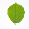 A Hazel leaf