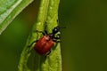 Hazel leaf-roller beetle, Apoderus coryli on a leaf