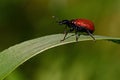 Hazel leaf-roller beetle, Apoderus coryli on a leaf