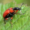 Hazel leaf-roller beetle (Apoderus coryli) Royalty Free Stock Photo