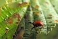 Hazel leaf-roller weevil