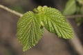 Hazel leaves