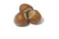 Hazel nut isolated