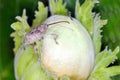 Hazel Nut weevil - Curculio nucum on hazelnut. Royalty Free Stock Photo