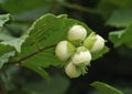 Hazel nuts on tree