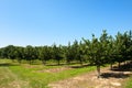 Hazel orchard in the French Lot Royalty Free Stock Photo