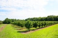 Hazel orchard in the French Lot Royalty Free Stock Photo