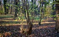 Hazel shrub in autumn forest yellow and green leaves fall from the twigs shaped like rods. layer of leaves and lawn dark backgroun Royalty Free Stock Photo