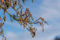 Hazel tree branches with catkins on a spring day Royalty Free Stock Photo