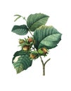 Hazel tree or Corylus maxima | Antique Flower Illustrations