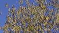 Hazel tree flowering