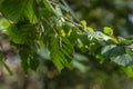 Hazel tree leaves and catkins