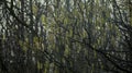 Hazel tree in spring, male and female flowers.