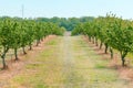 Hazel trees in hazelnut orchard with water supply hose for dripping irrigation