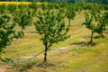 Hazel trees in hazelnut orchard with water supply hose for dripping irrigation