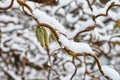 Iced snow on Corkscrew hazel twig winter detail