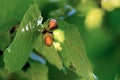 Hazel. Two hazelnuts on a branch. Green leaves. Summer. Sun rays on the leaves. Blurred background Royalty Free Stock Photo