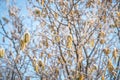 Hazel in winter with frost Royalty Free Stock Photo