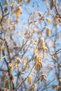 hazel in winter with frost Royalty Free Stock Photo
