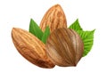 Hazelnut and almond isolated closeup with leaf as package design elements. Fresh organic filbert on white background. Royalty Free Stock Photo