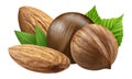 Hazelnut and almond isolated closeup with leaf as package design elements. Fresh filbert on white background. Macro four Nuts. Royalty Free Stock Photo