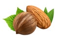 Hazelnut and almond isolated closeup with leaf as package design elements. Fresh organic filbert on white background. Macro Nuts. Royalty Free Stock Photo