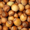 Hazelnut background