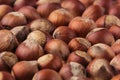 Hazelnut background. Pile of selected hazel close-up. Royalty Free Stock Photo