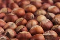 Hazelnut background. Pile of selected hazel close-up. Royalty Free Stock Photo