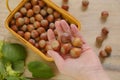 Hazelnut basket.Hand and nuts on a wooden table.Nuts with green leaves. Fresh harvest of hazelnuts. Royalty Free Stock Photo