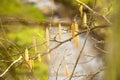 Hazelnut bloom in winter with little creek