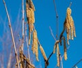 Hazelnut blossom allergy in spring Royalty Free Stock Photo