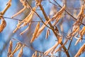 Hazelnut blossom in Germany in wintertime