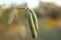 The hazelnut blossoms hang from a hazelnut bush as harbingers of spring . hazelnut earrings on a tree against a blue autumn sky . Royalty Free Stock Photo