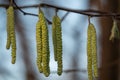 hazelnut blossoms hang from a hazelnut bush as harbingers of spring Royalty Free Stock Photo