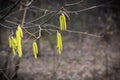 Hazelnut branches with catkins Royalty Free Stock Photo