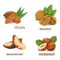 Hazelnut. Brazilian nut. Pecan nut. Walnut. Nut food. Royalty Free Stock Photo