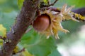 American Hazelnut Brown on Tree Branch 04