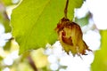 American Hazelnut Brown on Tree Branch 14 Royalty Free Stock Photo