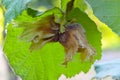 Hazelnut Pair with Green Leaf 01 Royalty Free Stock Photo