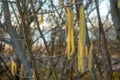 Hazelnut bush begins to bloom Royalty Free Stock Photo